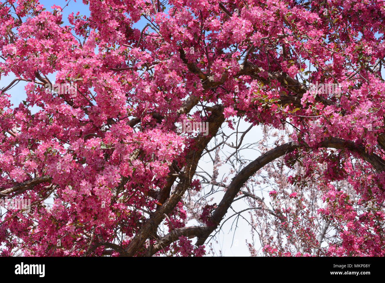 Rosa Crab Apple Blumen blühen auf Ästen im Frühling Stockfoto