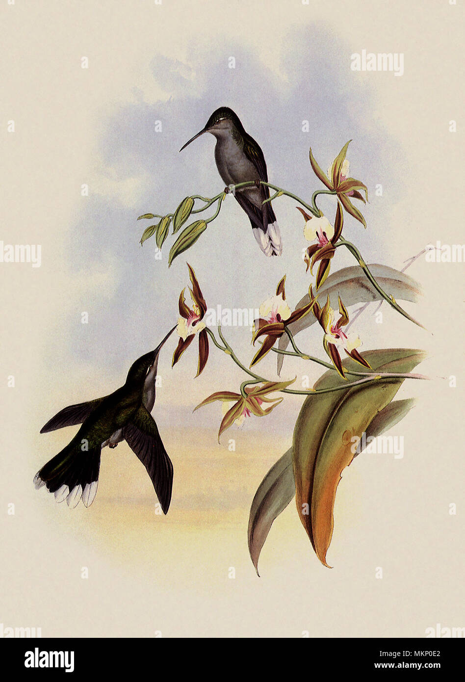 Broad-Shafted Sabre-Wing, Campylopterus Latipennis Stockfoto