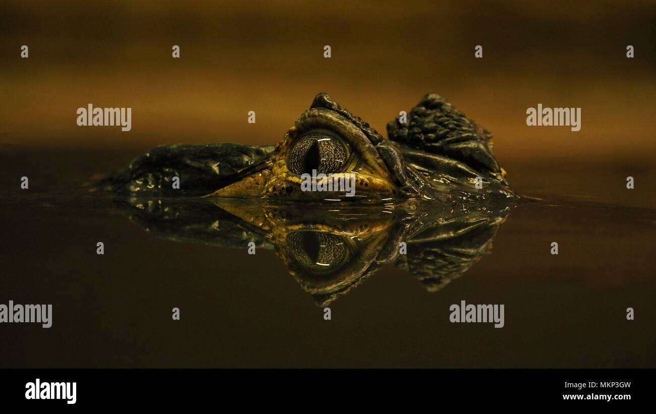 Landcape Porträt eines Krokodils peeking aus dem noch Wasser mit symmetrischen relection aus Wasser mit sauberen Hintergrund Stockfoto