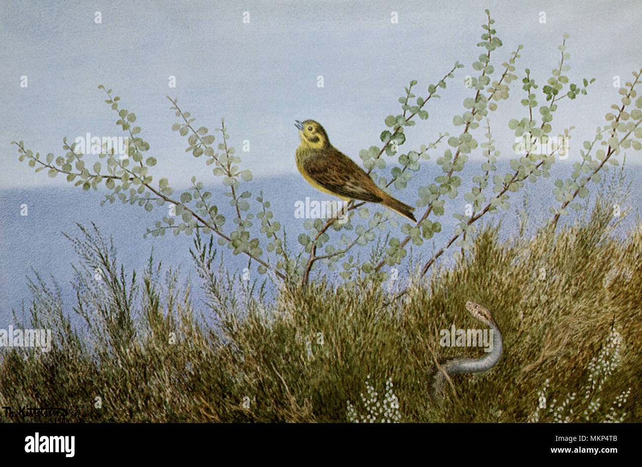 Schlange im Gras Stockfoto