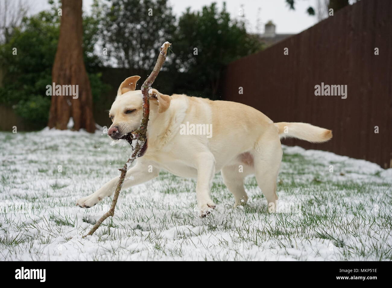 Gelben labrador Spielen im Schnee Stockfoto