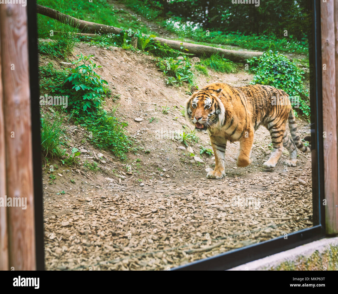 Der Tiger ist hinter dem Fenster und Spaziergänge. Familie Zeit im Zoo. Stockfoto