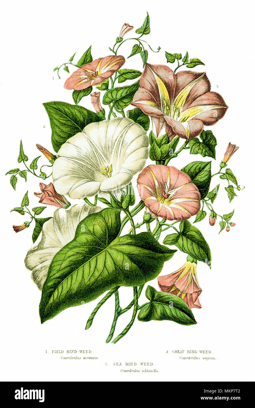 Sortierte Convolvulaceous, Morning Glory Stockfoto