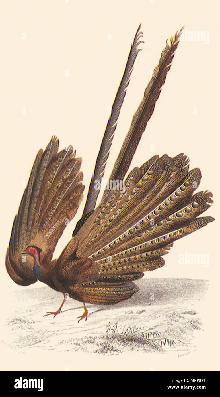 Große Argus (Phasianus Argus) Stockfoto