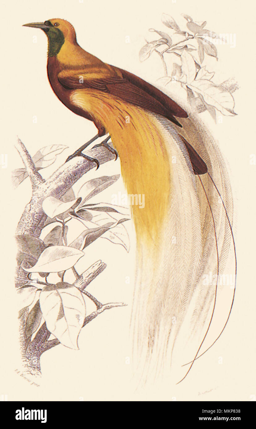 Great Bird Of Paradise Stockfoto