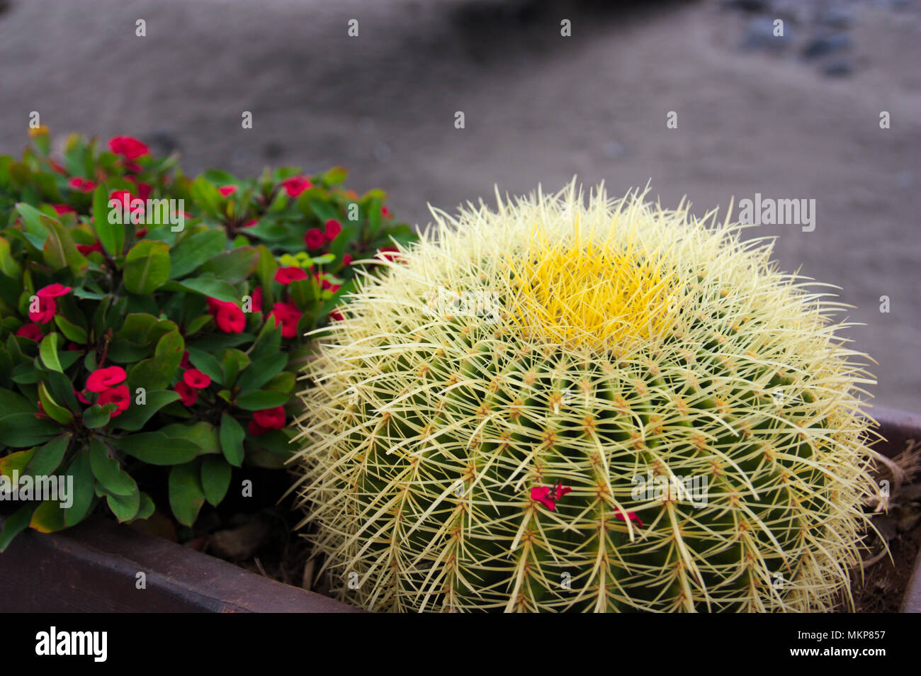 Kakteen und anderen Pflanzen in einem Garten Stockfoto