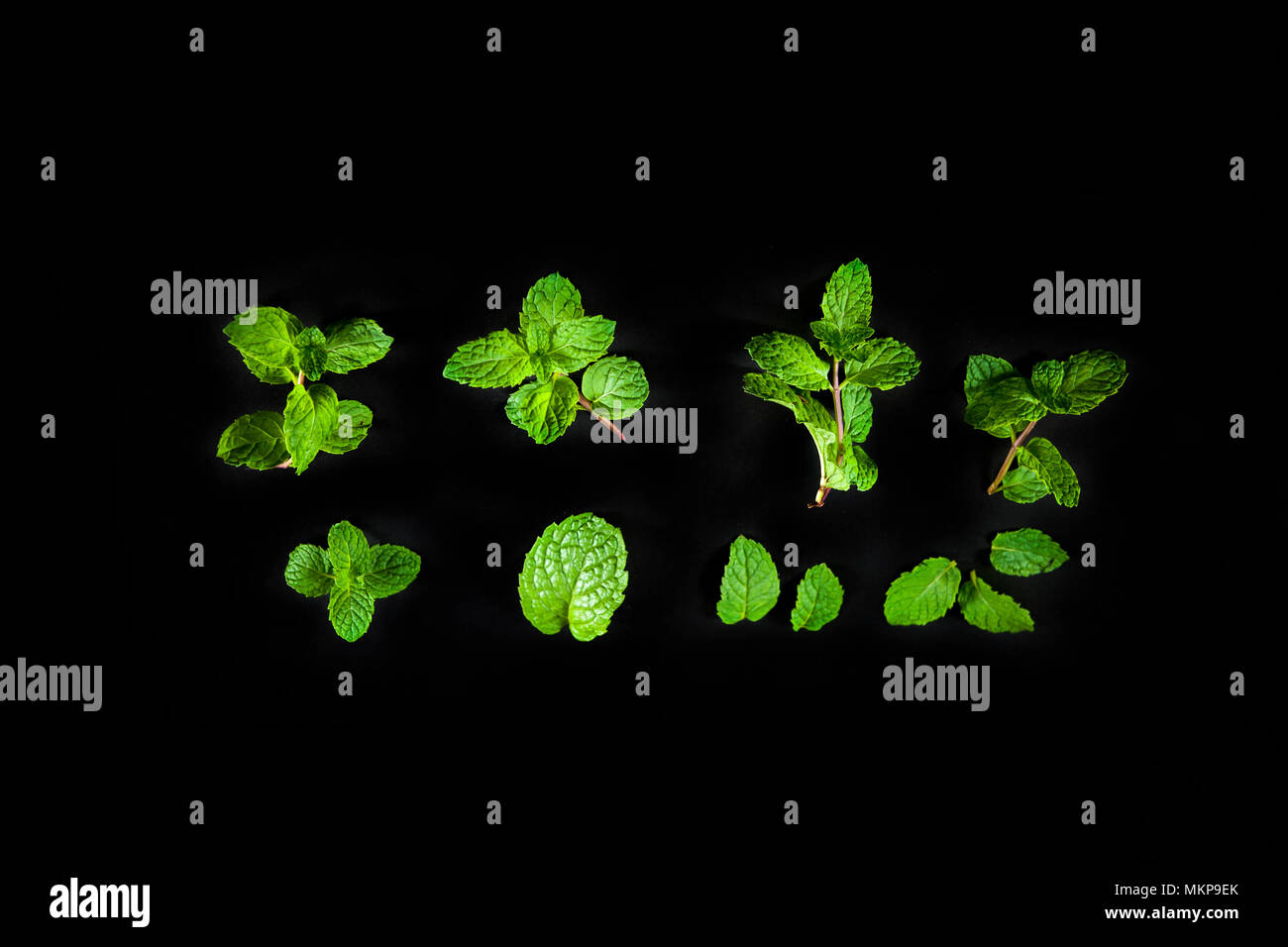 Satz frischer Minze treibt auf schwarzen Hintergrund isoliert. Stockfoto