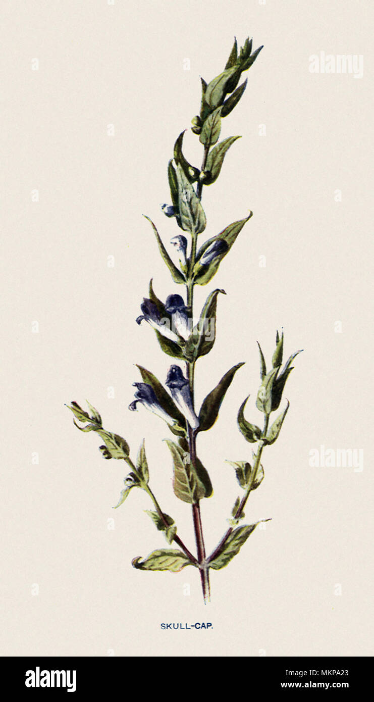 Skull-Cap, Scutellaria galericulata Stockfoto