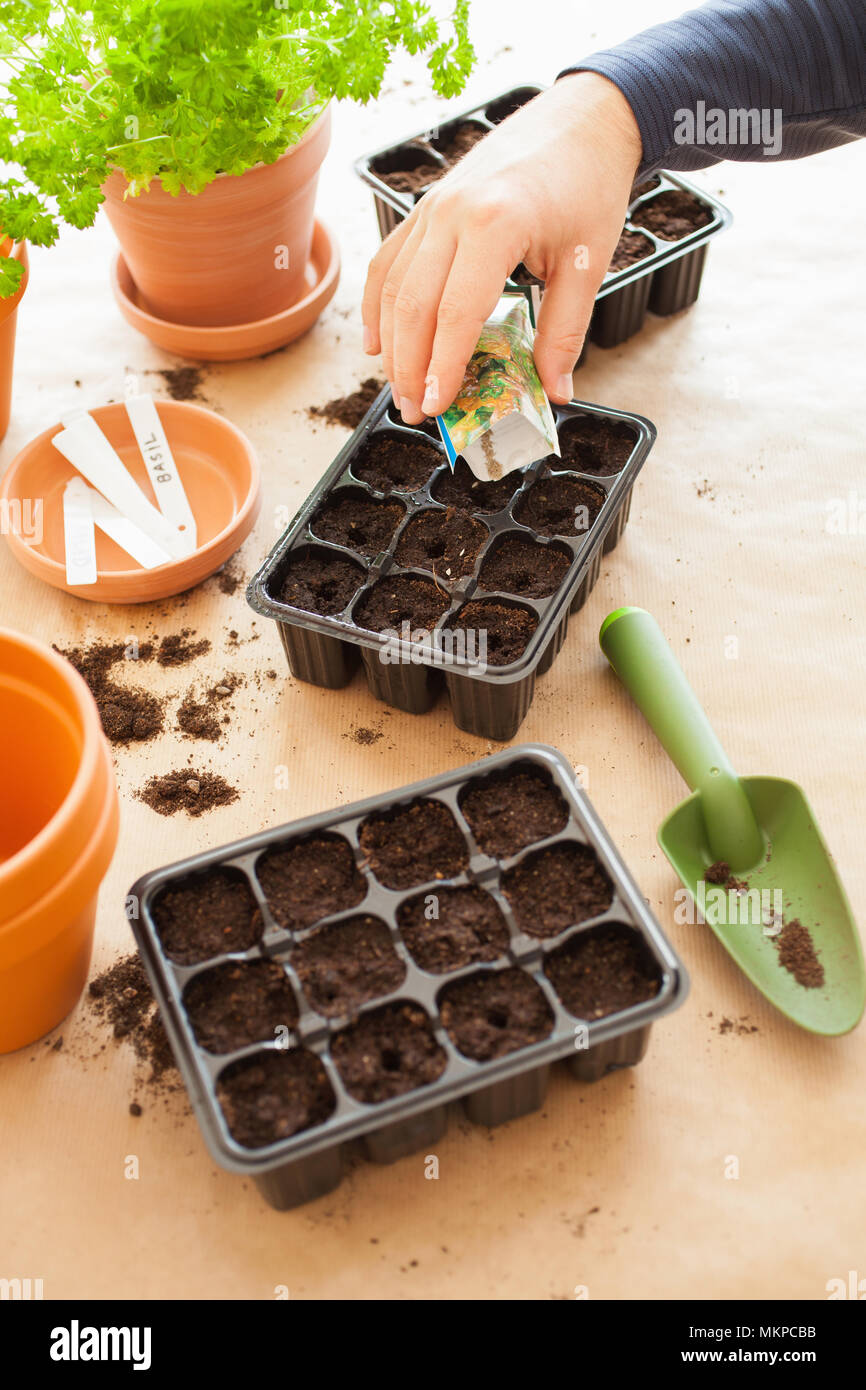 Gartenarbeit, Pflanzen zu Hause. Mann Aussaat Samen Keimung box Stockfoto