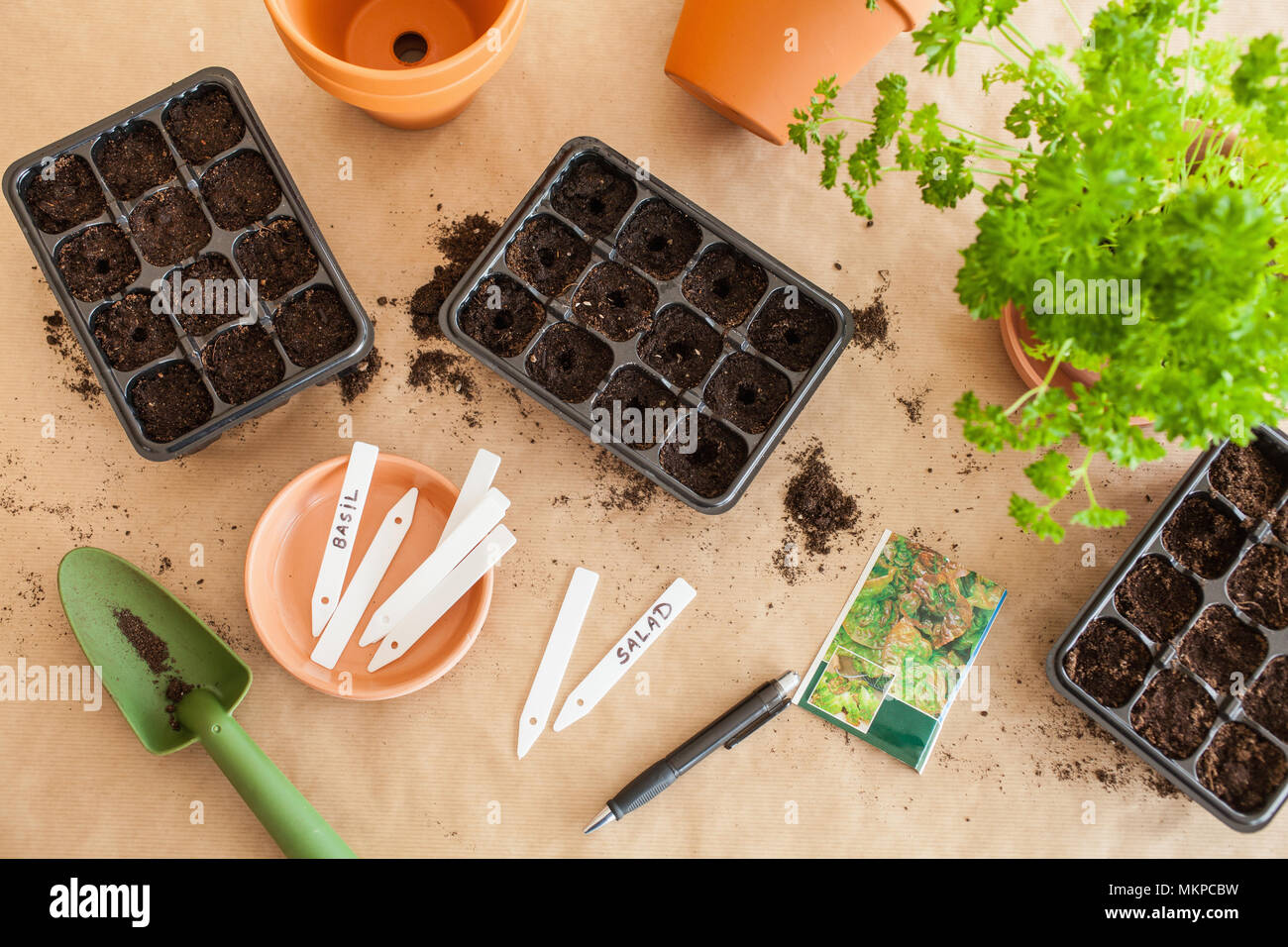 Gartenarbeit, Pflanzen zu Hause. Aussaat Samen Keimung box Stockfoto