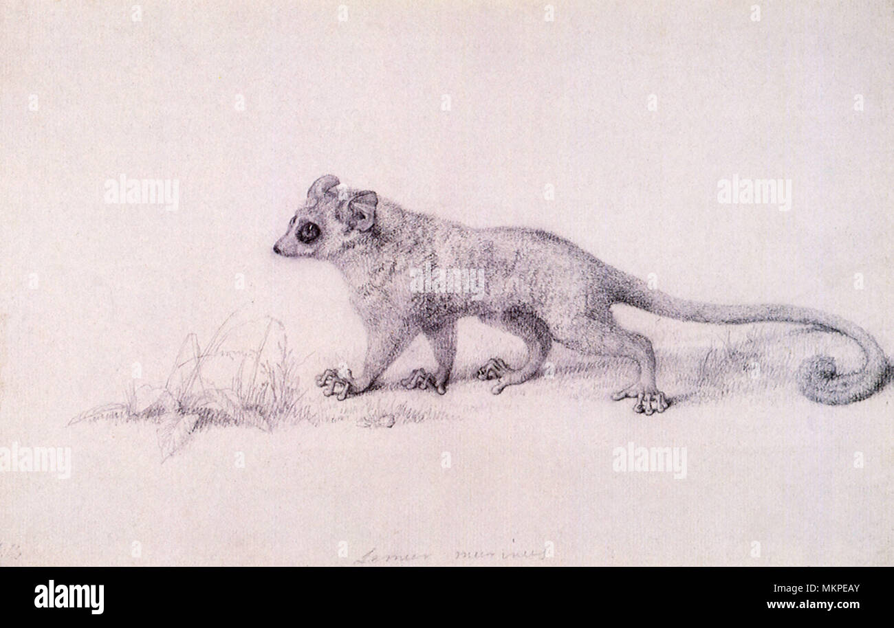 Studie der Lemur zu Fuß nach links, Zehen Ballte Stockfoto
