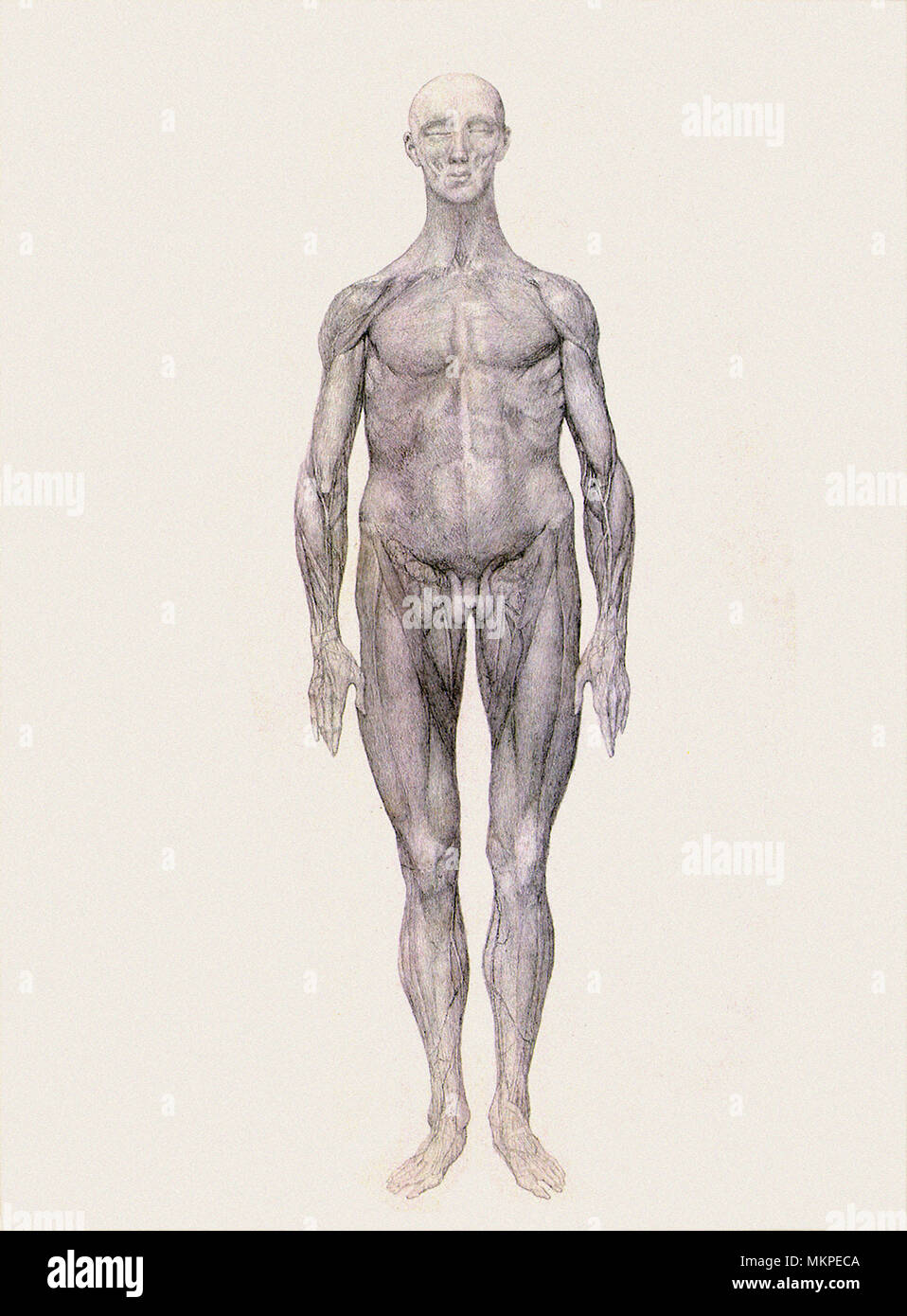 Menschen, anteriore Ansicht Stockfoto