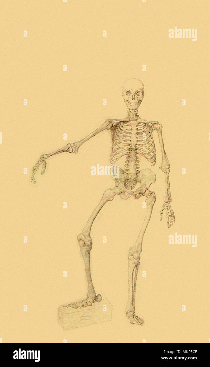 Menschliches Skelett Anteriore Ansicht Der Rechte Arm Ausgestreckt Stockfotografie Alamy