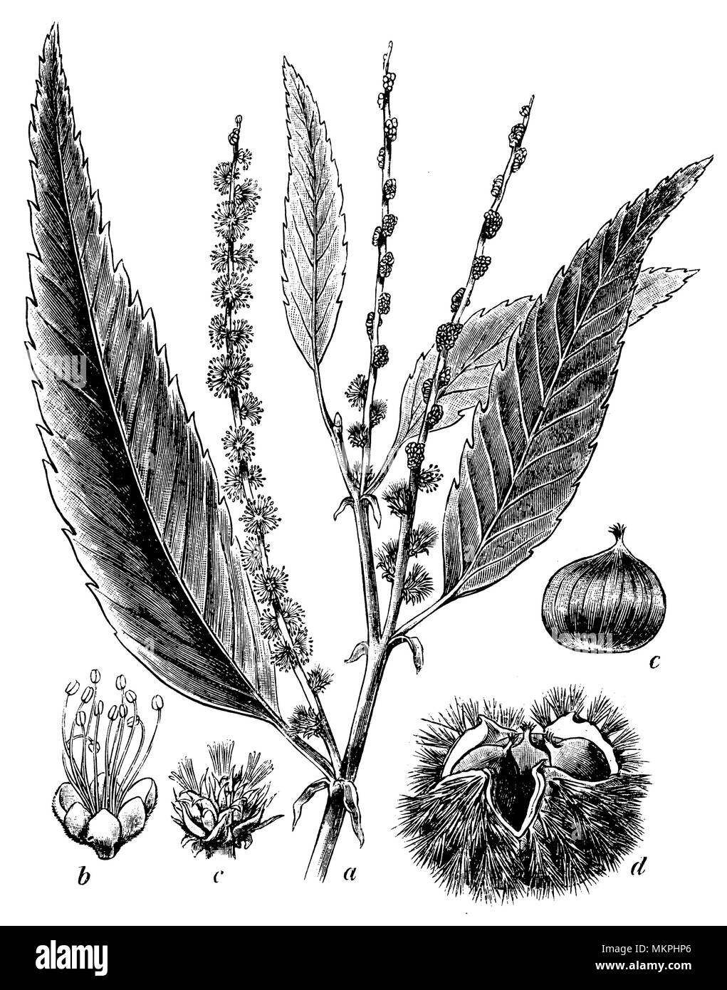 Sweet Chestnut Castanea sativa <>, 1902 Stockfoto