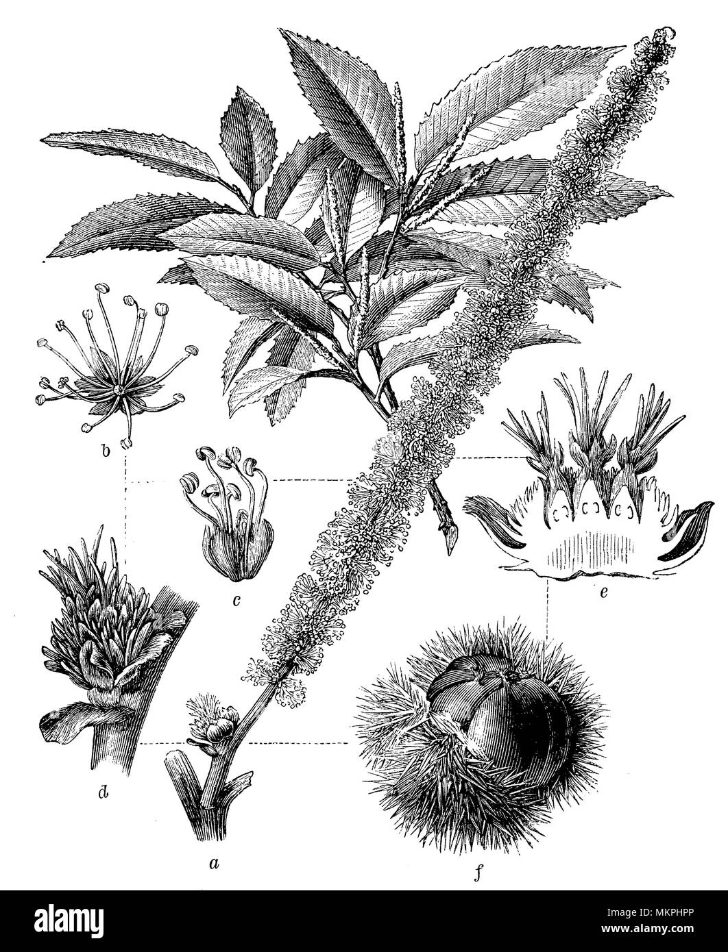 Sweet Chestnut Castanea sativa <>, 1898 Stockfoto