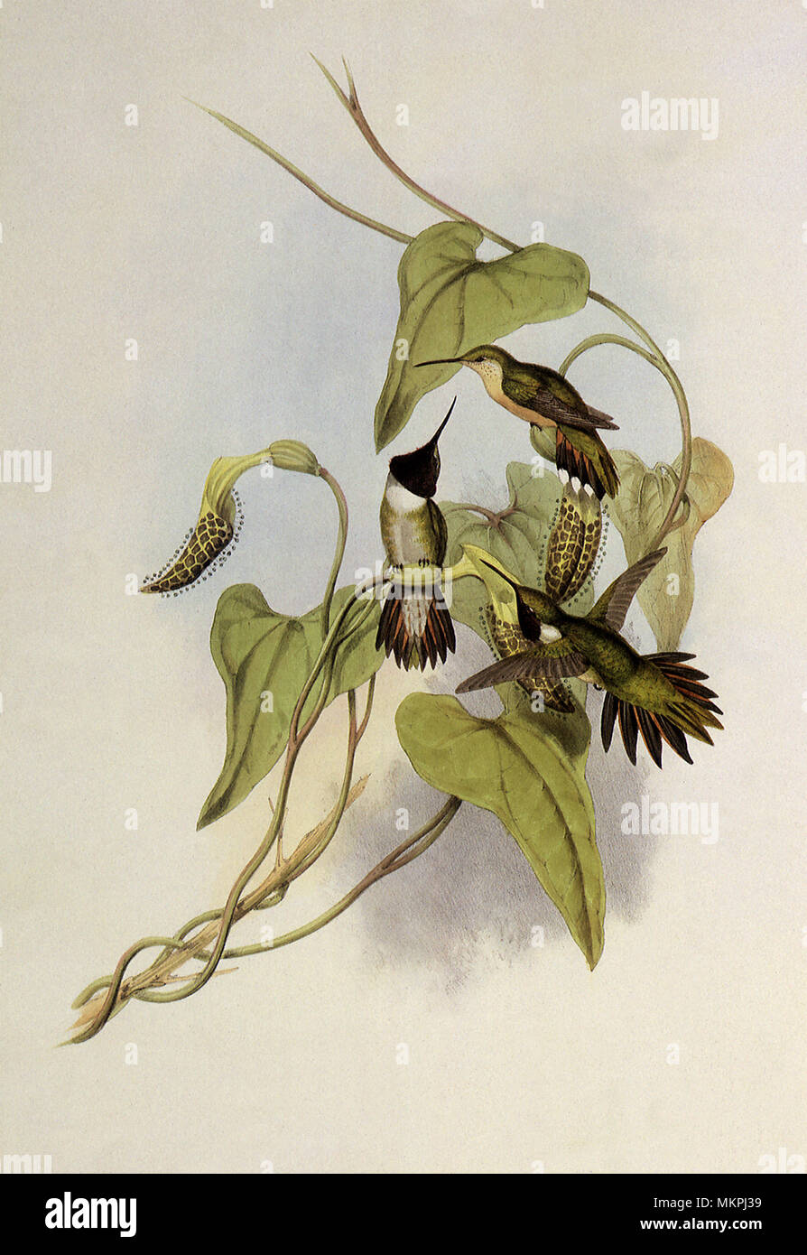 Broad-Tailed Flame-Bearer, Selasphorus Platycercus Stockfoto