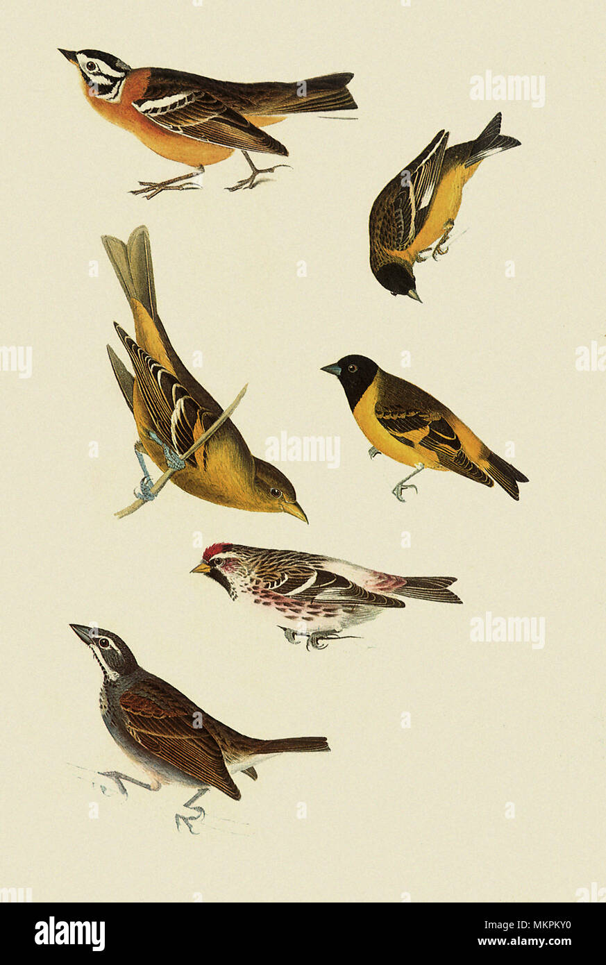 Sortierte hocken Vögel Stockfoto