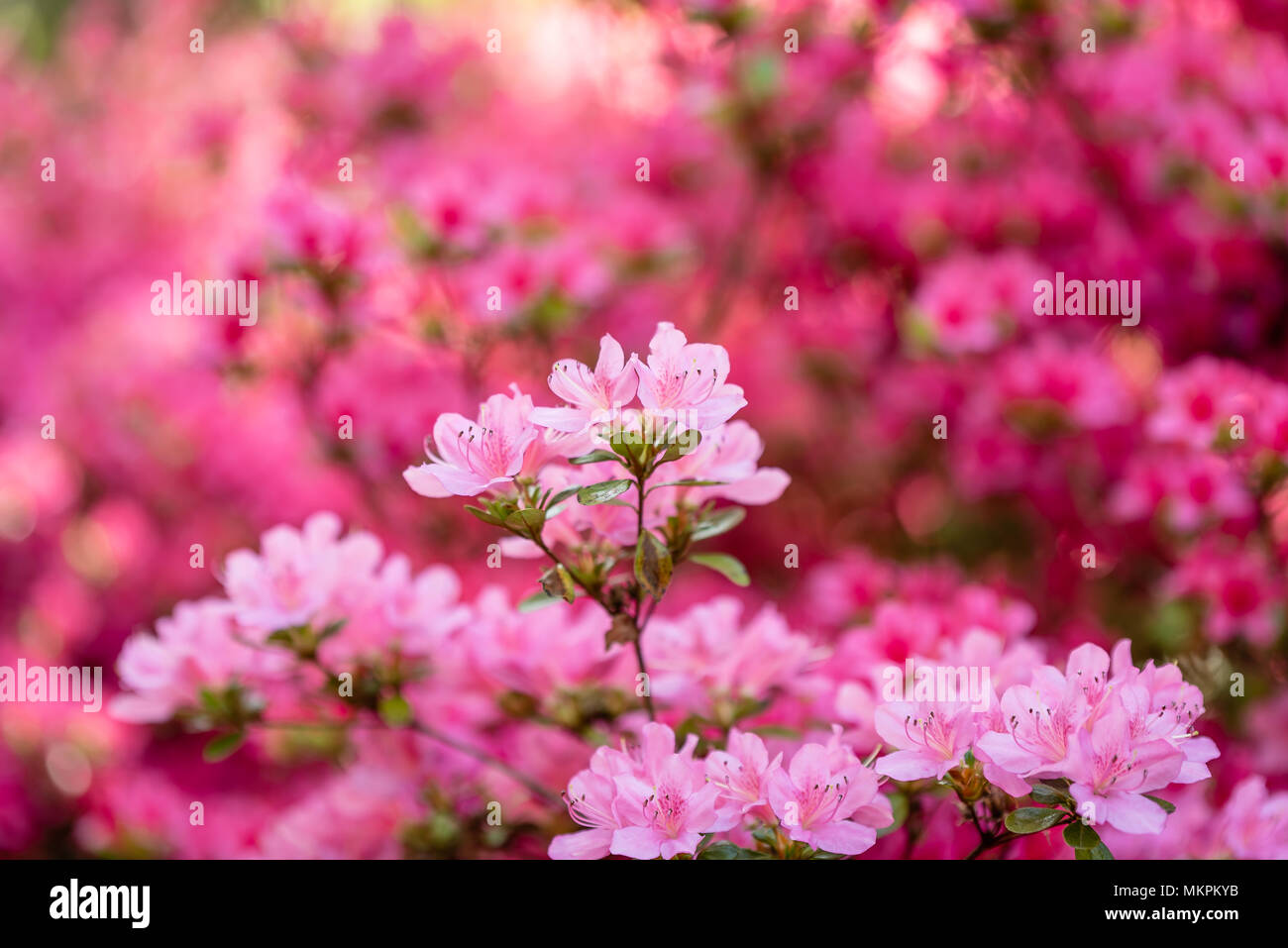 Blumen in Isabella Plantation, Richmond Park, London Stockfoto
