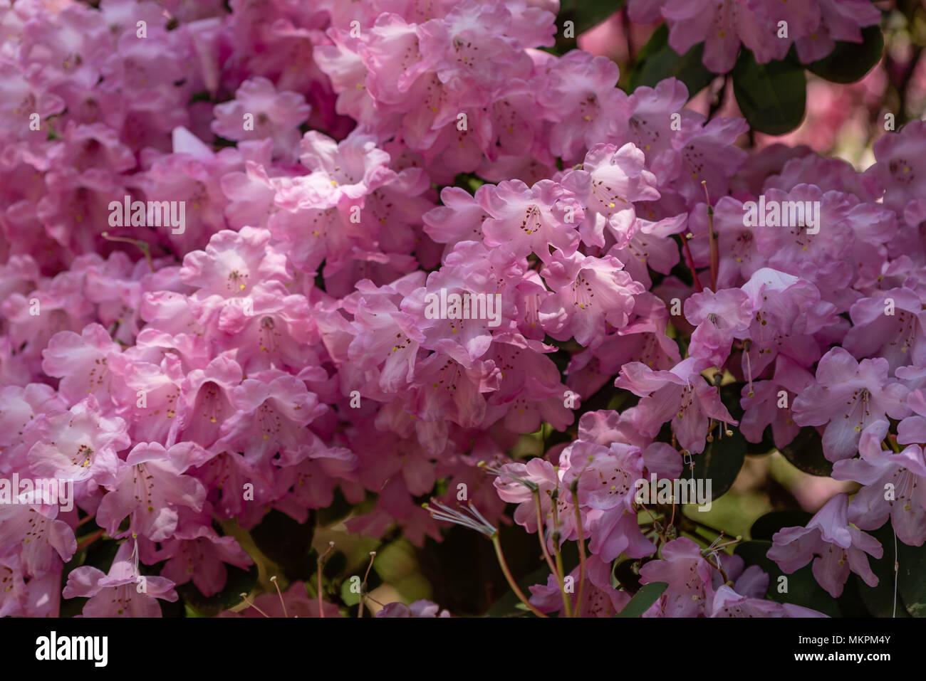 Blumen in Isabella Plantation, Richmond Park, London Stockfoto