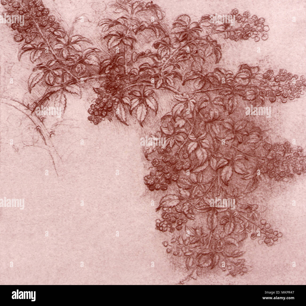 Niederlassung von Black Bush Stockfoto