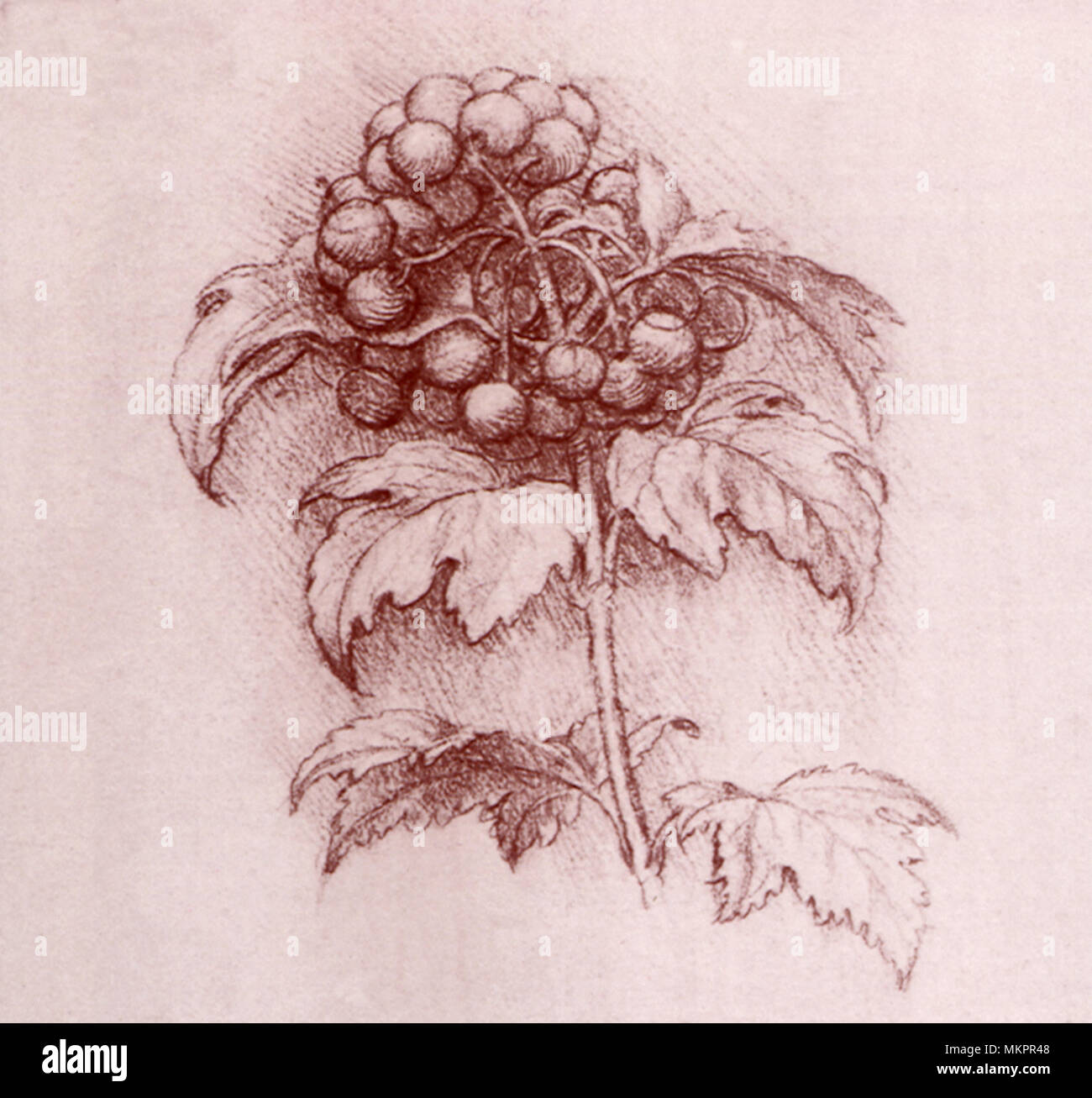 Pyrus Torminalis Stockfoto