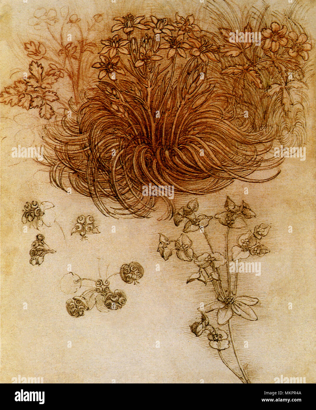 Stern-von-Bethlehem und Blätter der Crowfoot Stockfoto
