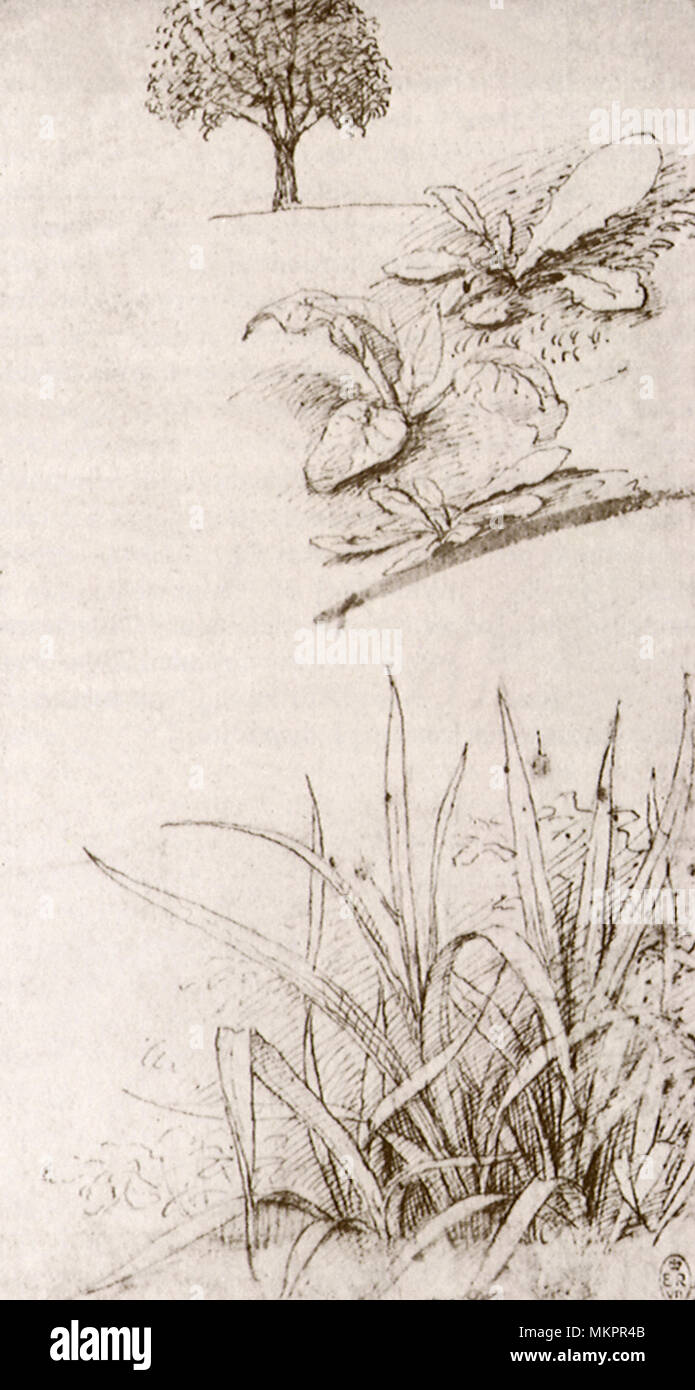 Taraxum Officinalus und Baum Stockfoto