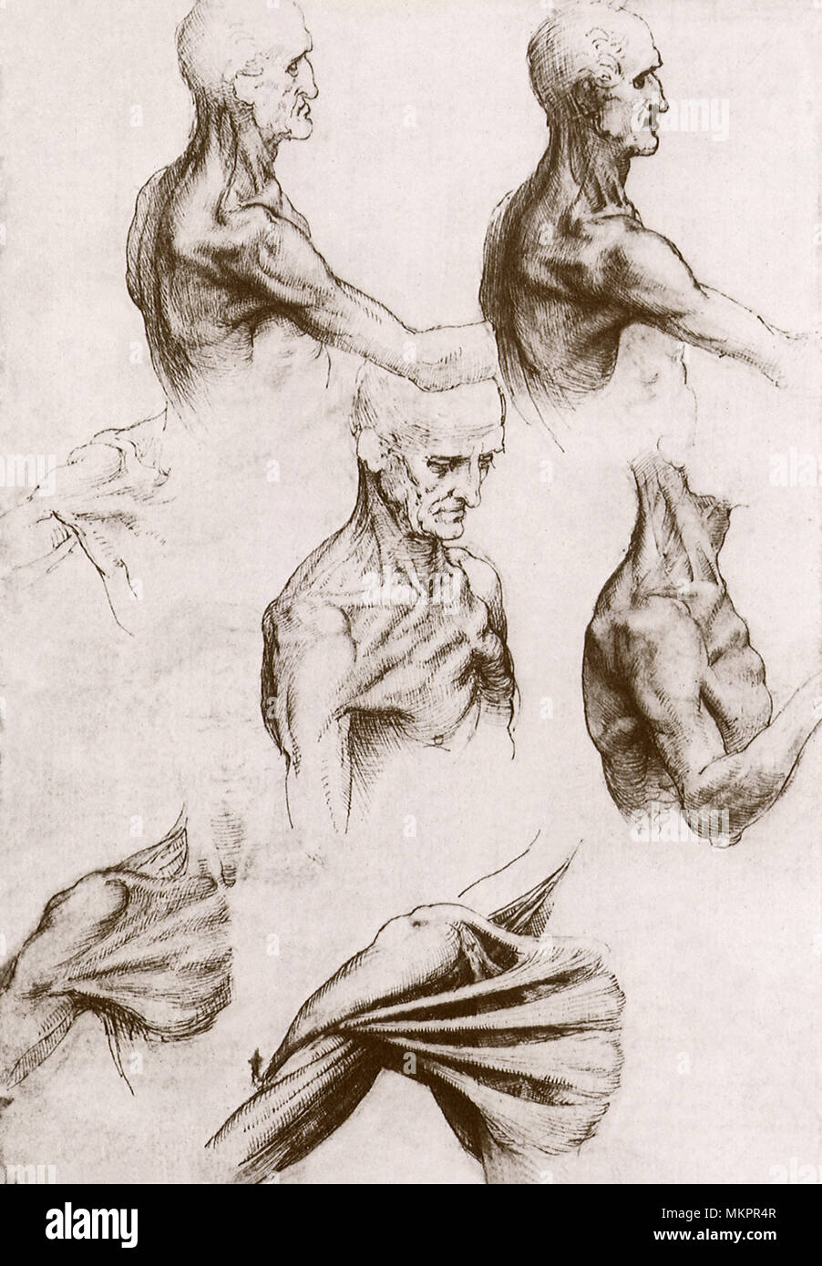 Muskulatur der Kopf und Schultern Stockfoto