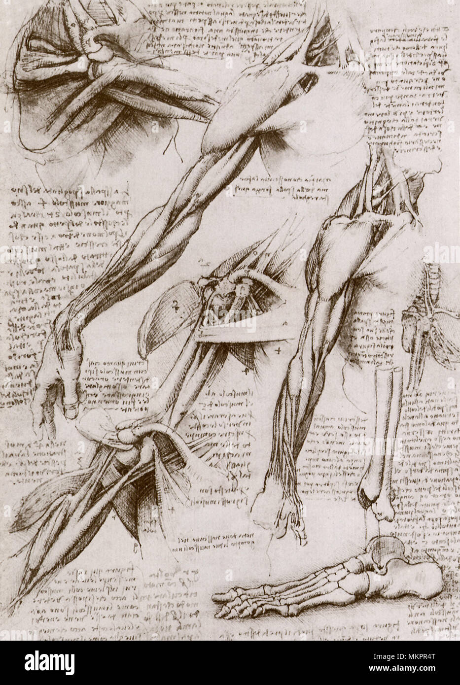 Anatomische Studien: Schulter-, Arm- und Fuß Stockfoto