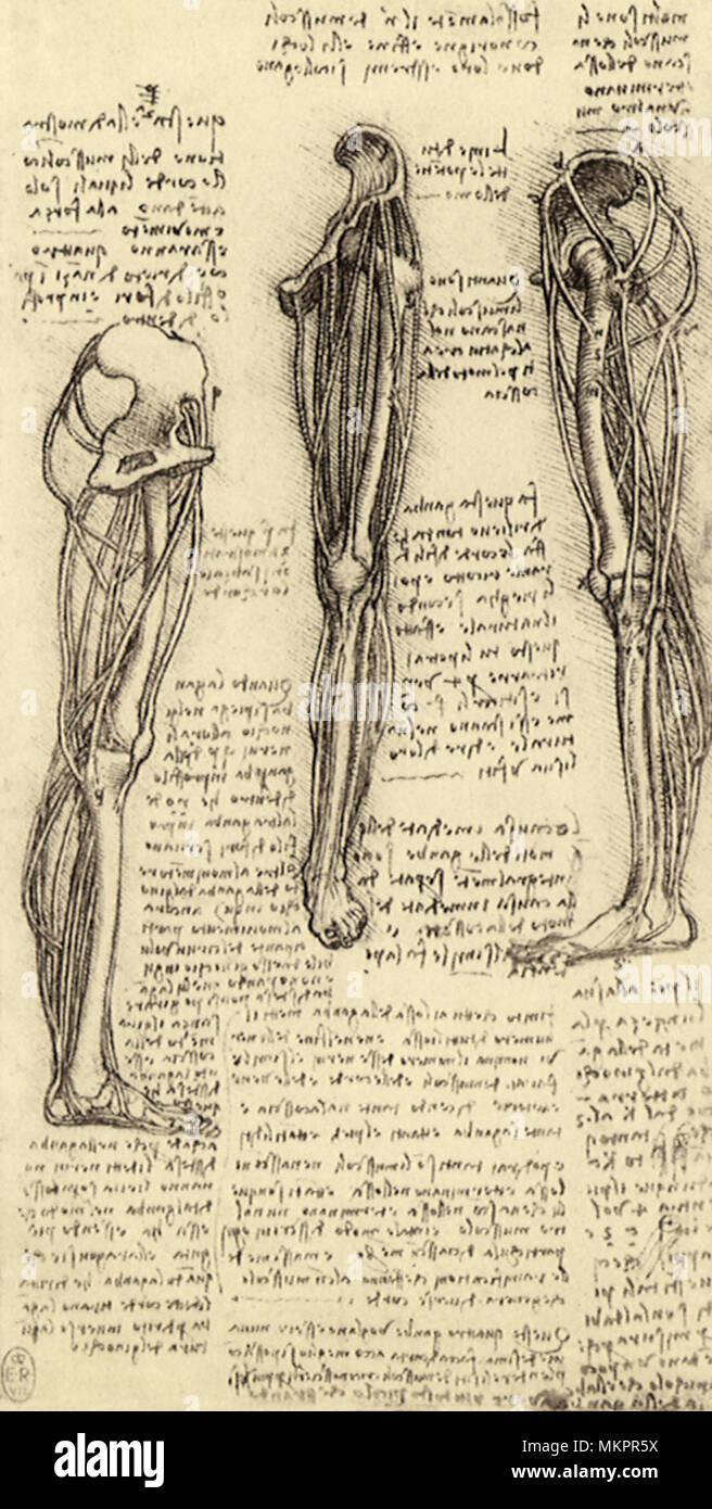 Modell für die Untere Extremität Stockfoto