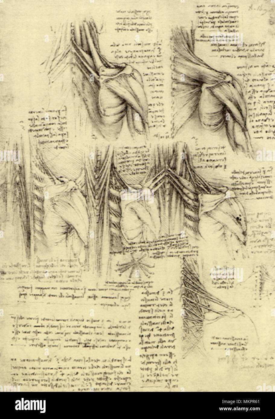 Die Muskulatur des Halses und der Schultern Stockfoto