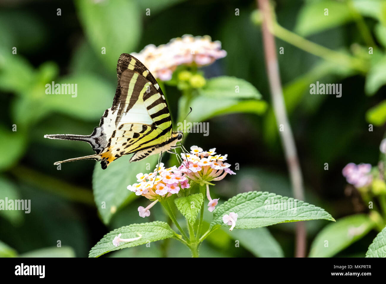 5-bar Swordtail (Pathysa Antiphates) Essen auf Anlagen Stockfoto