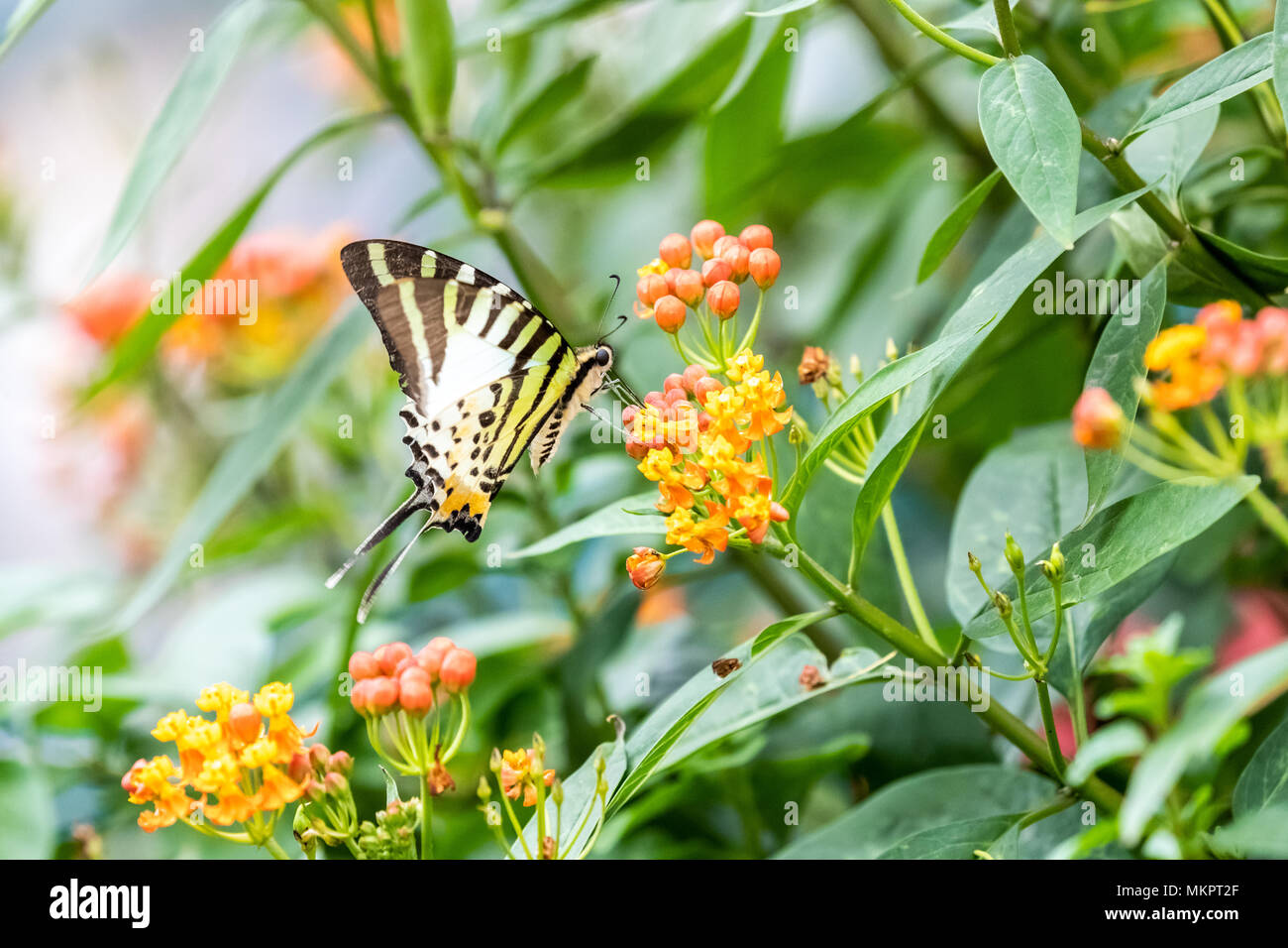 5-bar Swordtail (Pathysa Antiphates) Essen auf Anlagen Stockfoto