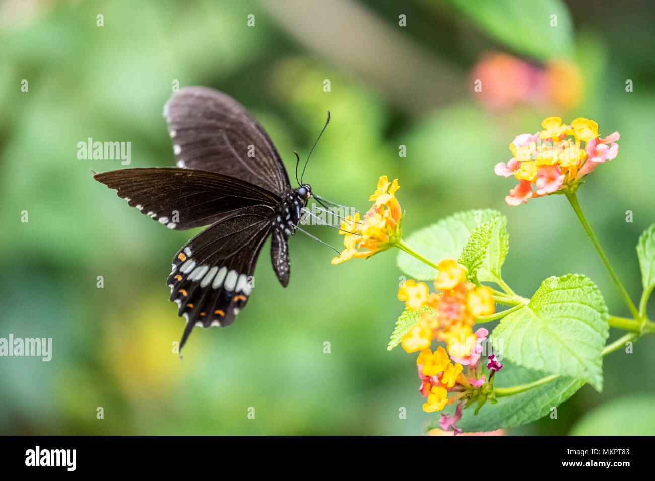 Common Mormon (weiblich) (Papilio polytes) Essen auf Anlagen Stockfoto