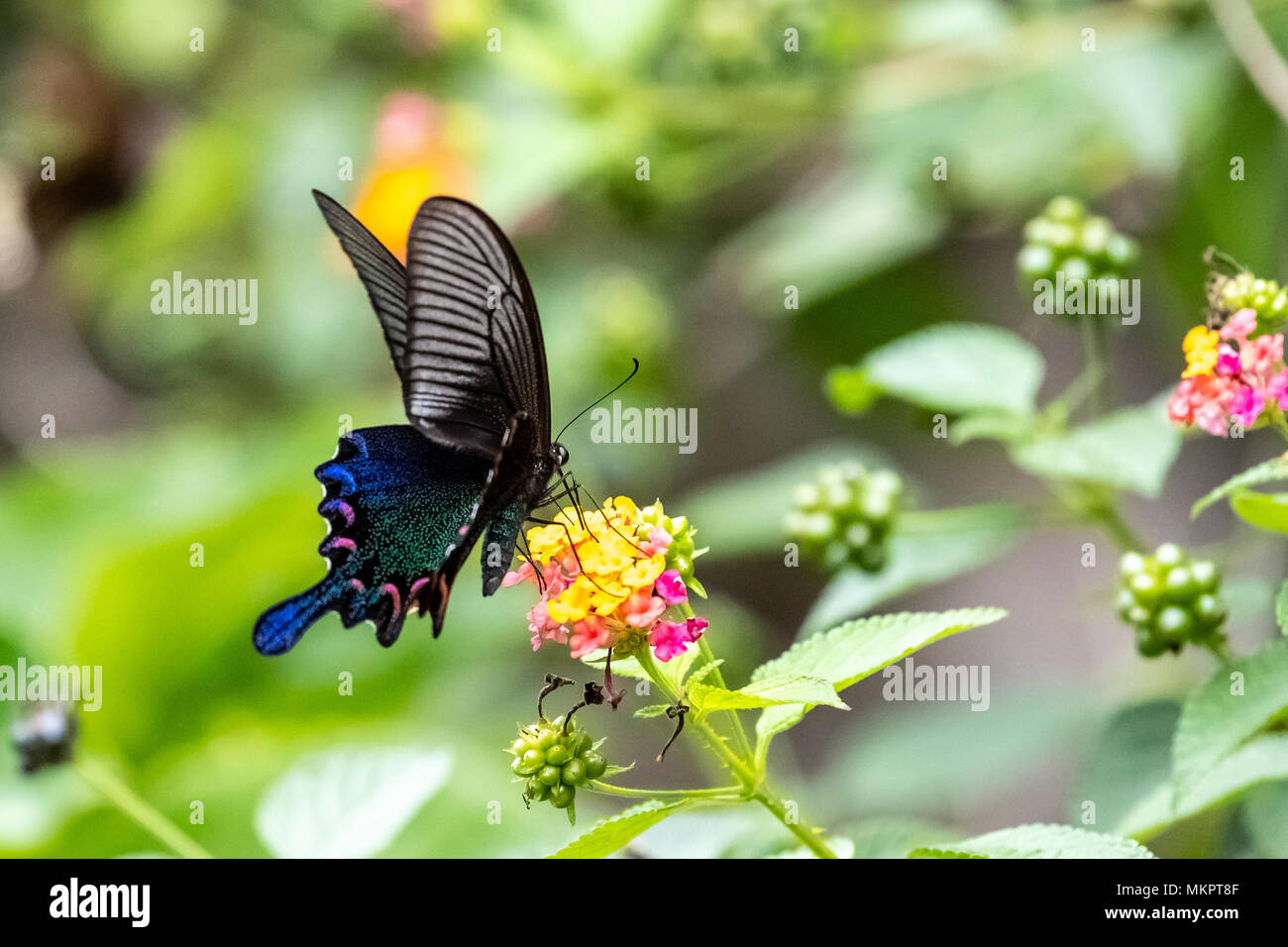 Chinesische Peacock (Papilio syfanius) Essen auf Anlagen Stockfoto