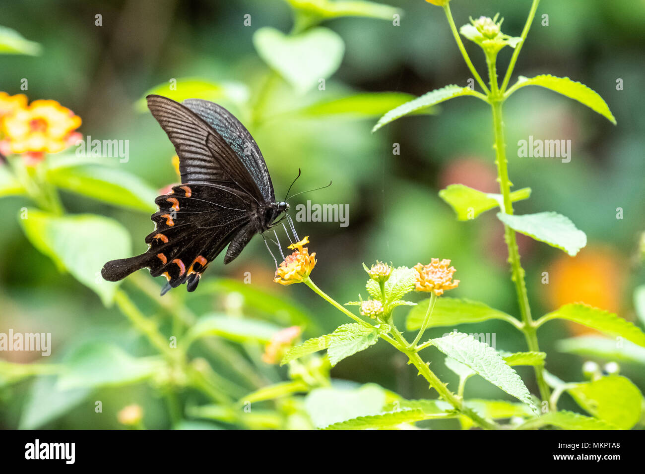 Chinesische Peacock (Papilio syfanius) Essen auf Anlagen Stockfoto