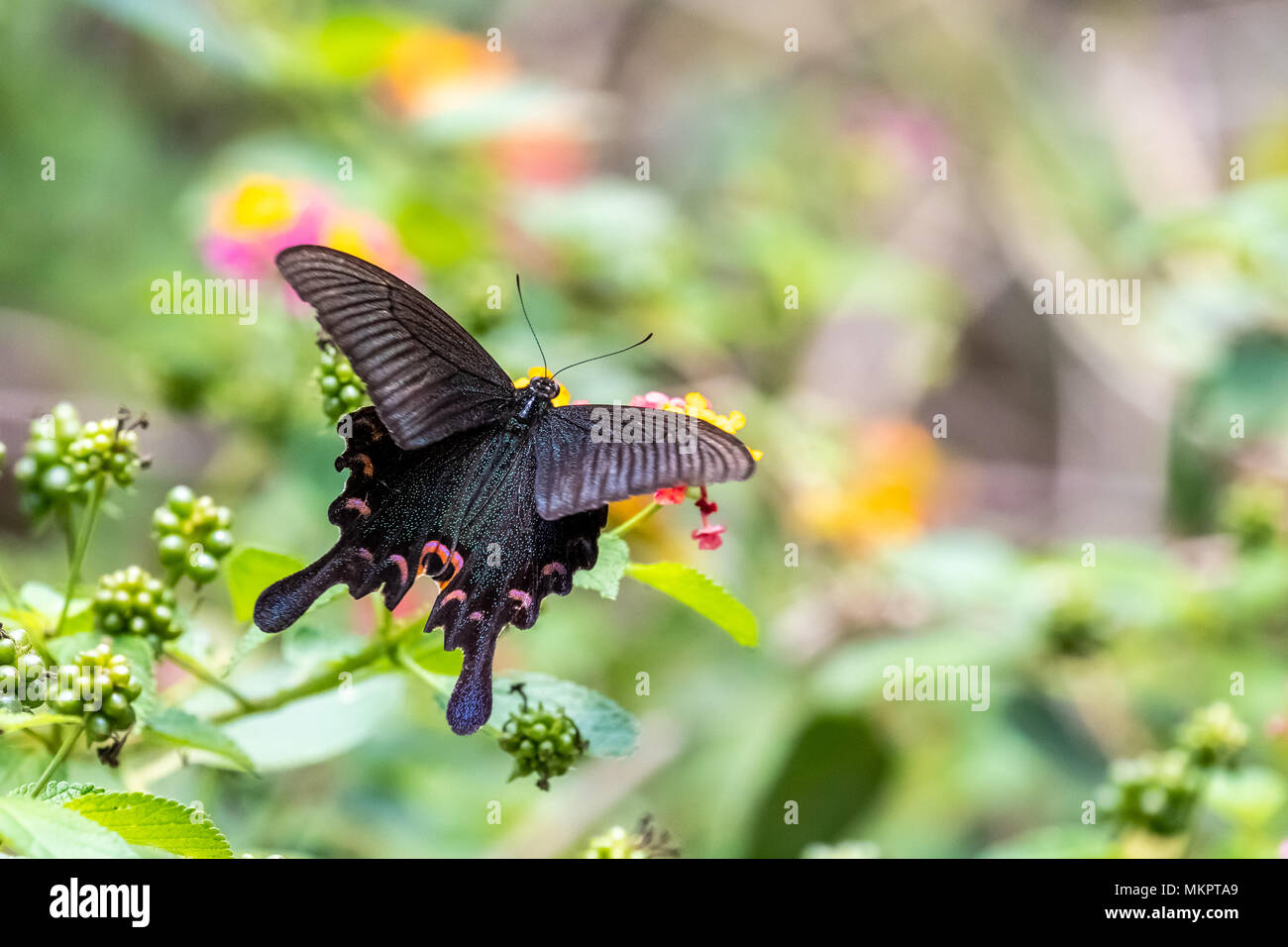 Chinesische Peacock (Papilio syfanius) Essen auf Anlagen Stockfoto