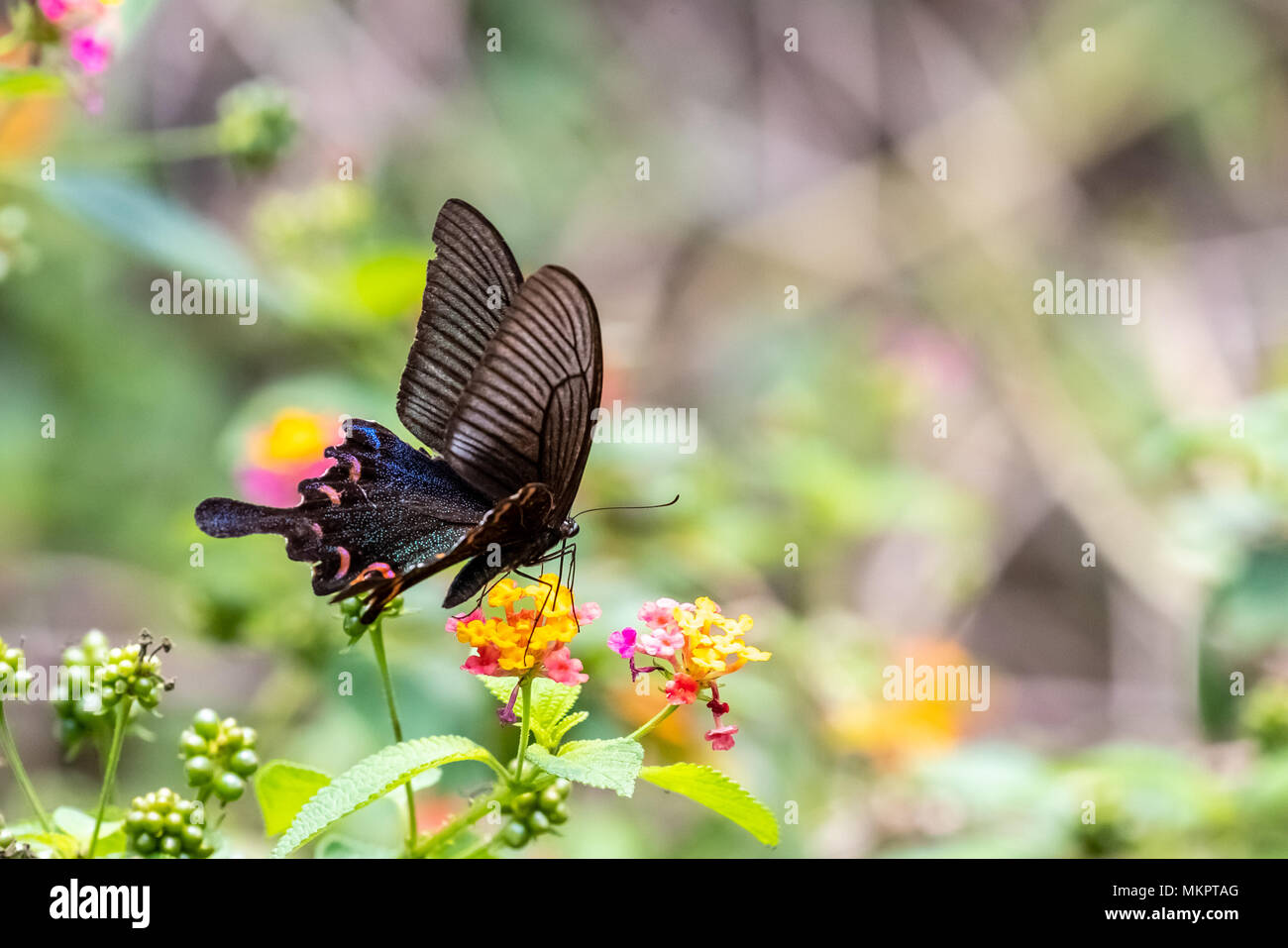 Chinesische Peacock (Papilio syfanius) Essen auf Anlagen Stockfoto