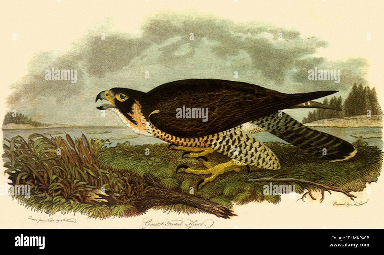 Super-footed Hawk Stockfoto