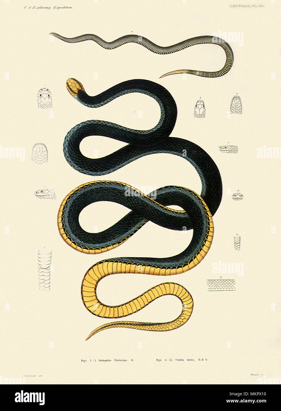 Schlangen Stockfoto
