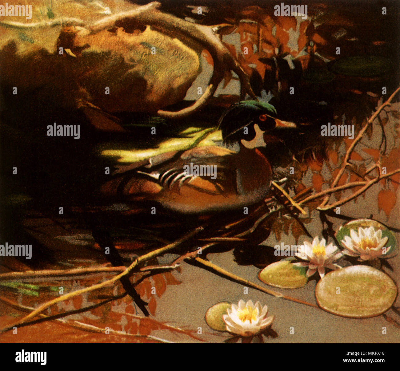 Männliche Holz Ente auf Flachwasser Stockfoto