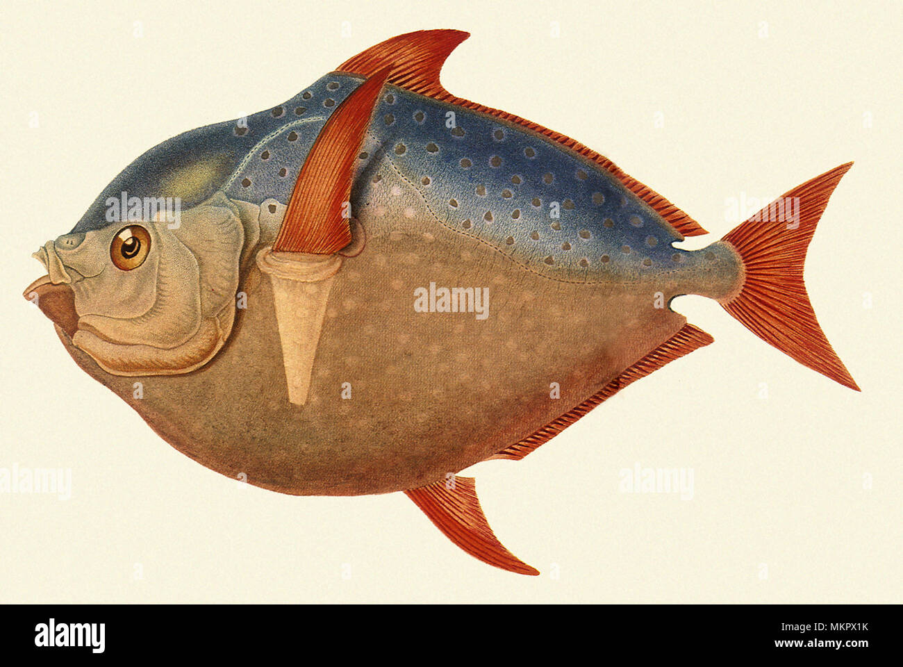 Opah, Lampris guttatus Stockfoto