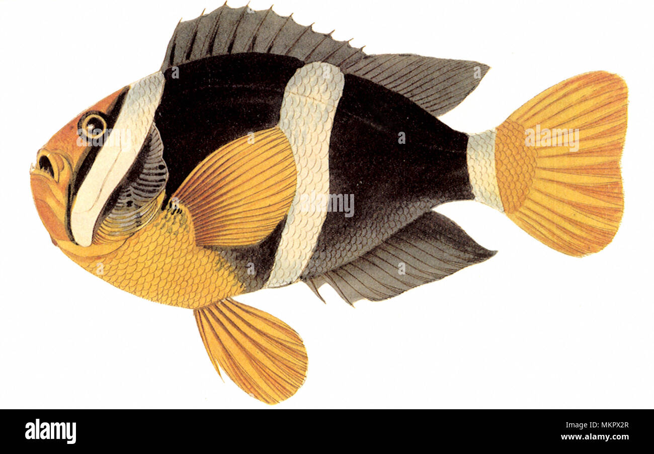 Anemonenfischen Amphiprion clarkii, Stockfoto