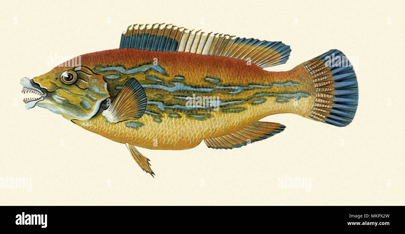 Kuckuck Lippfische, Labrus bimaculatus Stockfoto