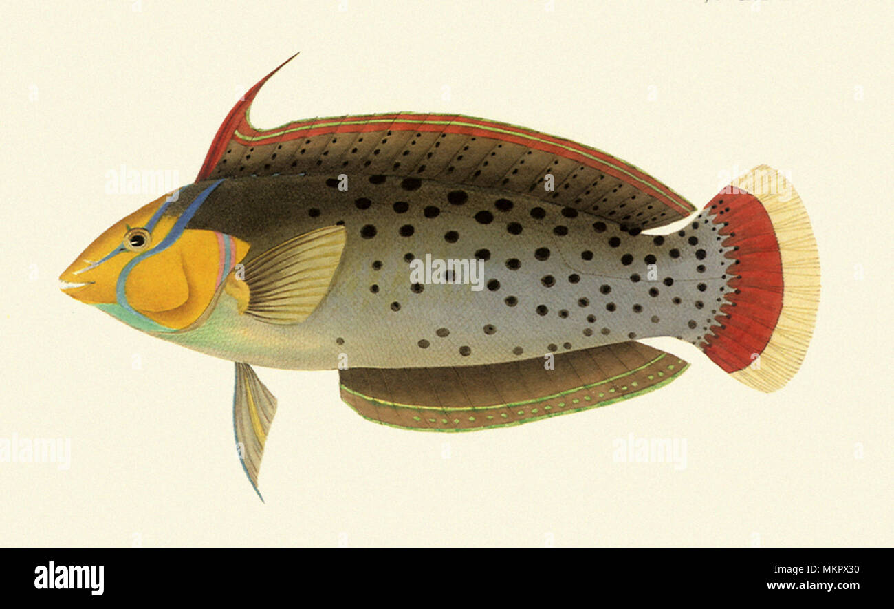 Lippfisch, Coris Formosa Stockfoto