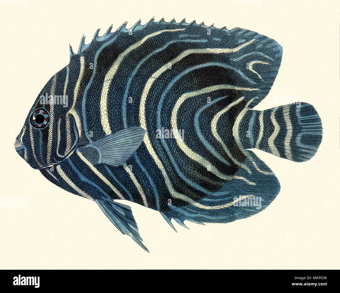Zebra Angelfish, Pomacanthus semicirculatus Stockfoto