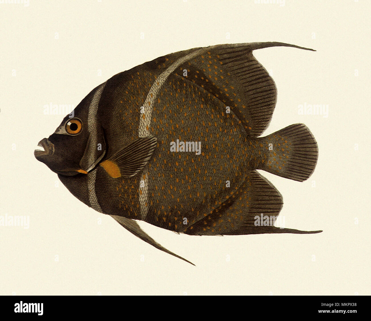 Gray Angelfish, Pomacanthus arcuatus Stockfoto