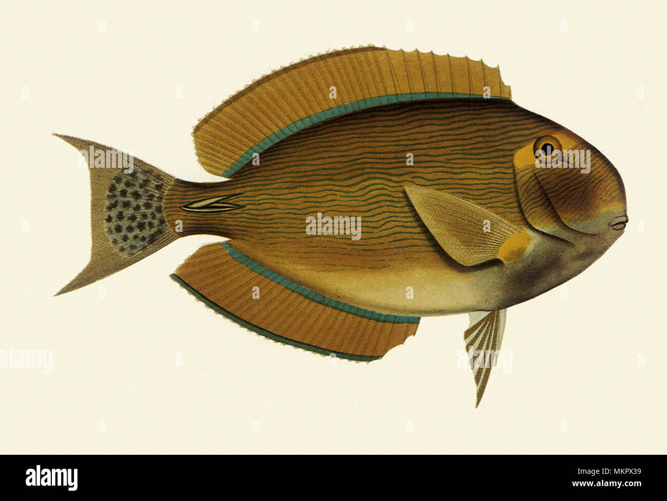 Die Doktorfische, Acanthurus Dussumier dussumieri Stockfoto