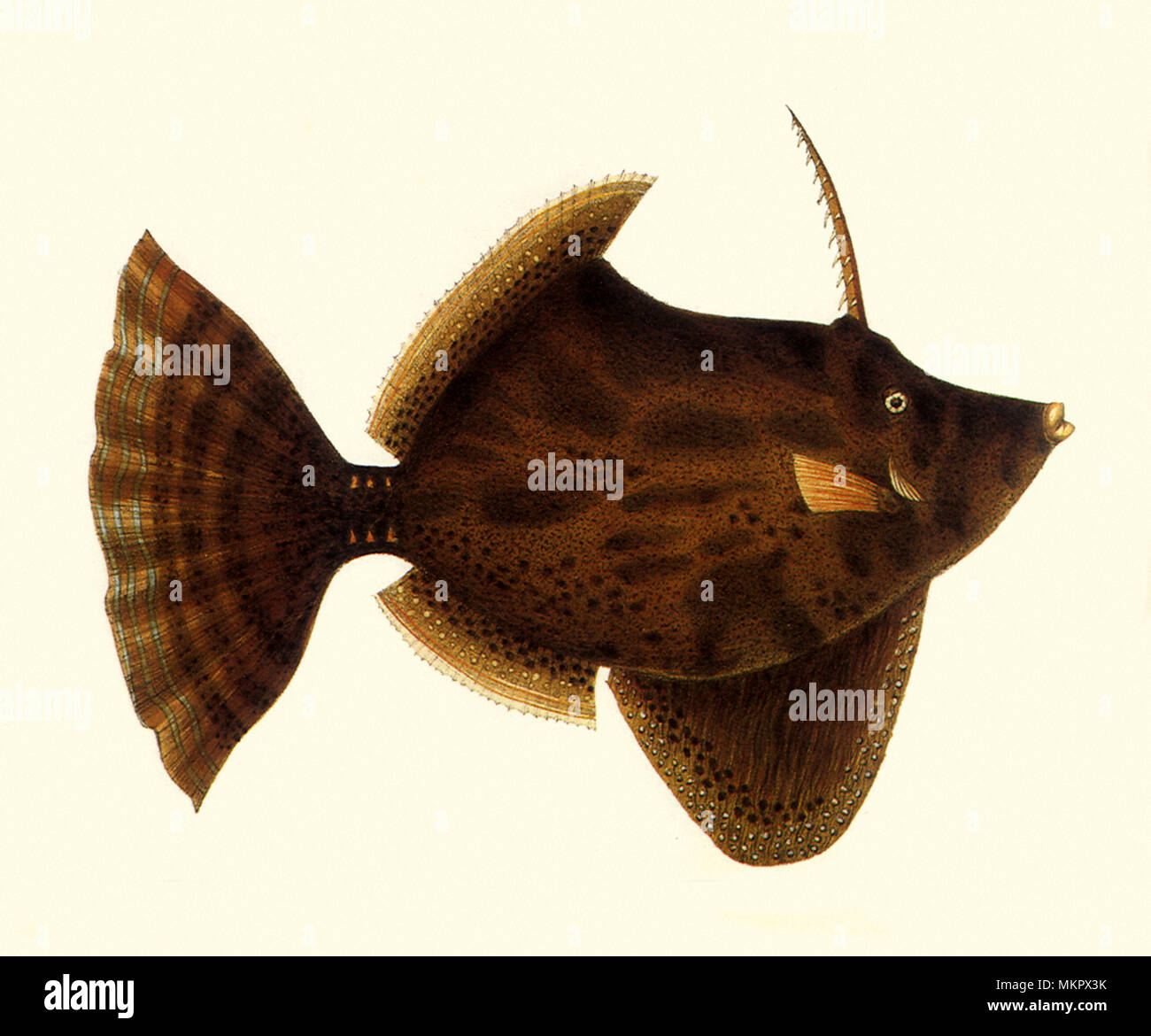 Fanbelly Lederjacke, Monocanthus chinensis Stockfoto