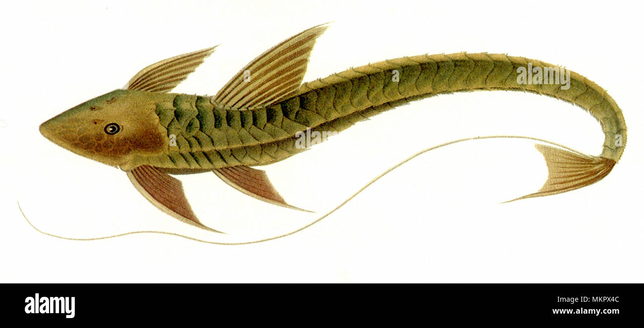 Armored Catfish, Loricaria cataphracta Stockfoto